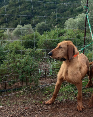 Segugio italiano a pelo forte disponibile per mont