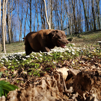 Labrador femmina chocolate