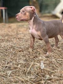 American pitbull terrier