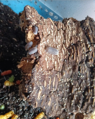Cubaris sp. Penguin 5 esemplari