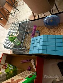 Criceto nano russo 2 mesi