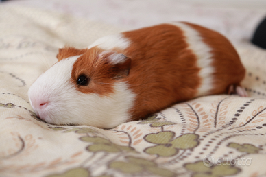 Porcellino d'India ~ Cavia