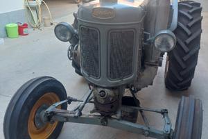 Landini testacalda 