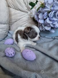 Chihuahua maschietto