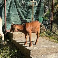 Capra incrocio boero con camosciata