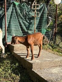 Capra incrocio boero con camosciata