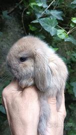 Coniglietti ariete nano minilop