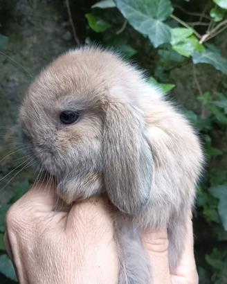 Coniglietti ariete nano minilop