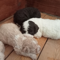 Cuccioli Lagotto Romagnolo con pedigree