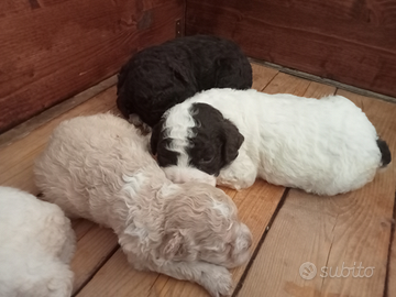 Cuccioli Lagotto Romagnolo con pedigree