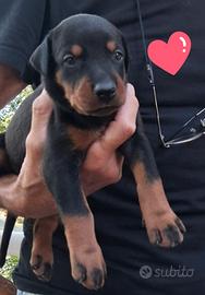 Dobermann