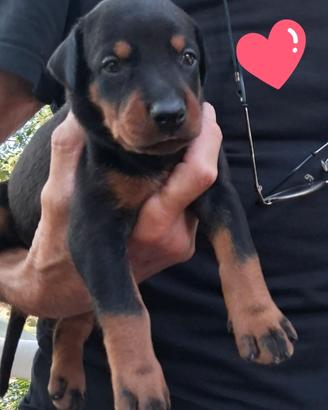 Dobermann