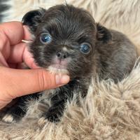 Chihuahua