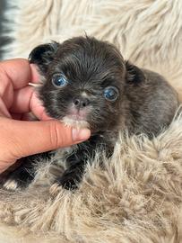 Chihuahua