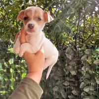 Jack russell zampa corta femmine