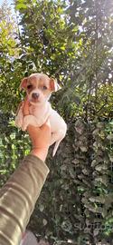 Jack russell zampa corta femmine