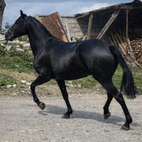 Fattrice Pura Raza Española Cartujana