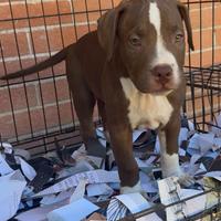 Cuccioli di pitbull red nose occhi verdi