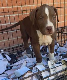 Cuccioli di pitbull red nose occhi verdi