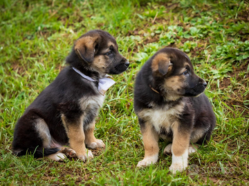 Cuccioli pastore tedesco due mesi