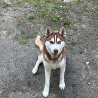 Cucciolo di husky