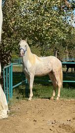 Cavallo