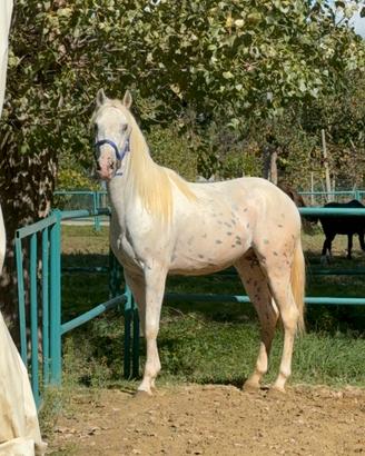 Cavallo