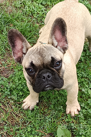Cuccioli bulldog francese