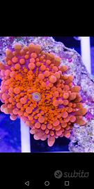Ricordea yuma orange coralli molli