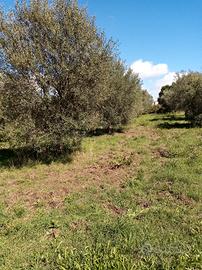 Oliveto con magazzino