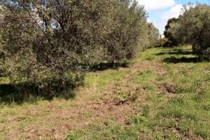 Oliveto con magazzino