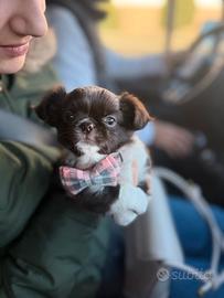 Chihuahua maschietto