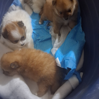 Cuccioli di spitz nano