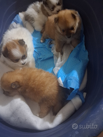 Cuccioli di spitz nano