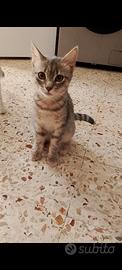 Gattino Gigi