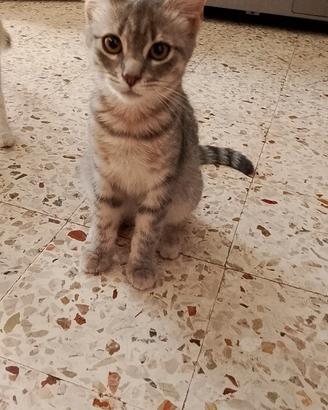 Gattino Gigi