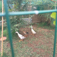 Anatre corritrici/indian runner