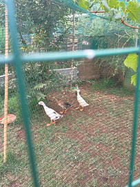 Anatre corritrici/indian runner