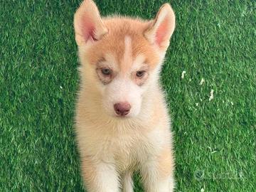 Husky