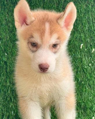 Husky