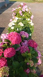 vasi con bellissime ortensie 
