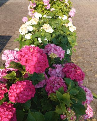 vasi con bellissime ortensie 