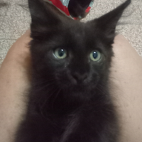 Maine Coon cucciola Nera