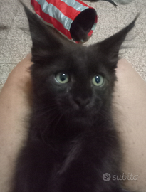 Maine Coon cucciola Nera