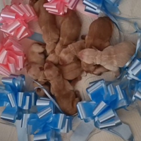 Cuccioli di Golden retriever con pedigree