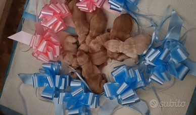 Cuccioli di Golden retriever con pedigree