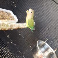 Inseparabile verde lutino più rosso verde