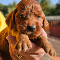 Cuccioli setter irlandese