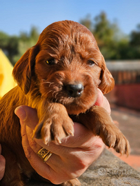 Cuccioli setter irlandese