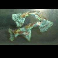 Guppy show selezioni a standard IKGH coppie adulte